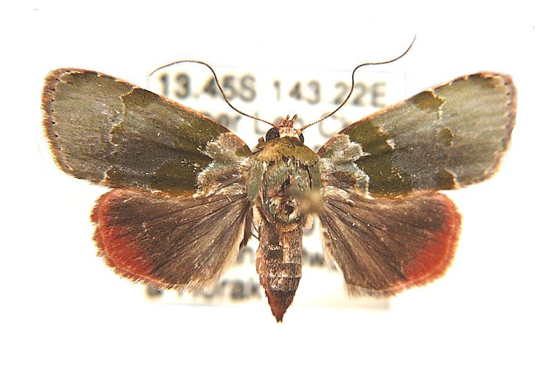 Lasiolopha saturata