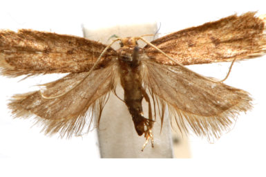 Lecithocera cyamitis