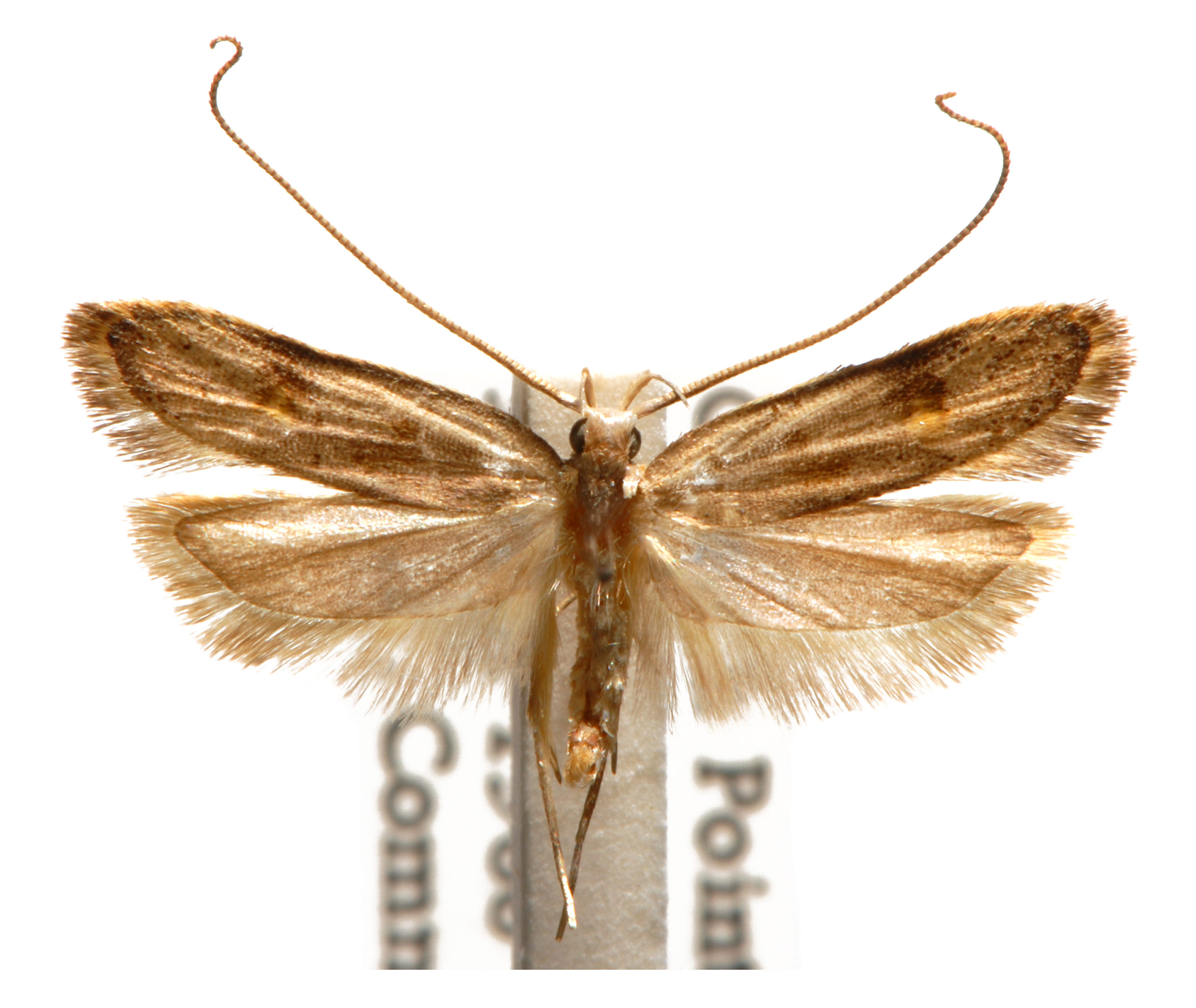Lecithocera sobria