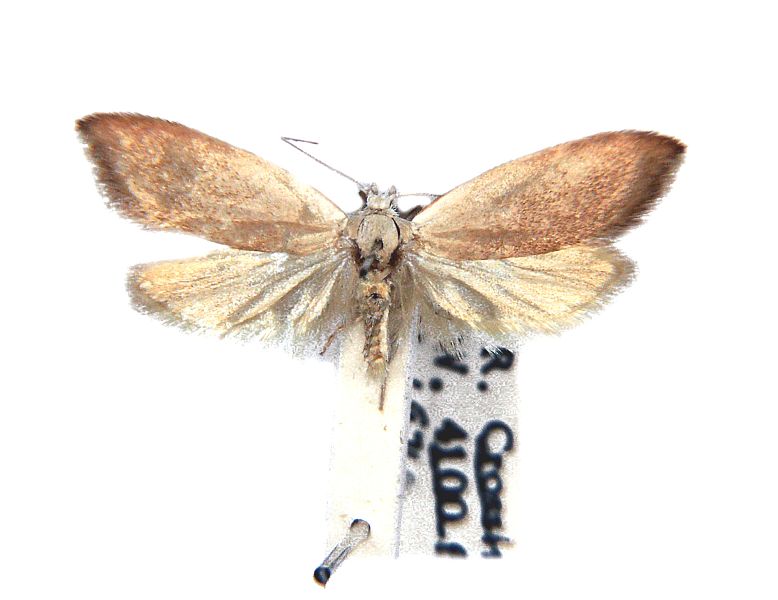 Lepidotarsa alphitella