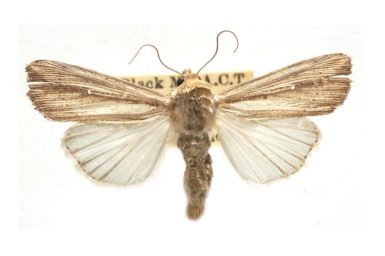 Leucania stenographa