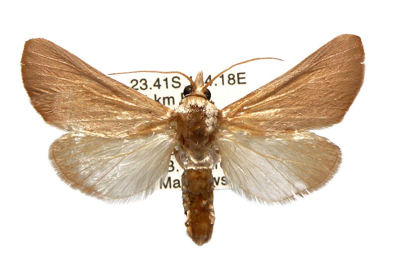 Lipararchis aspilus