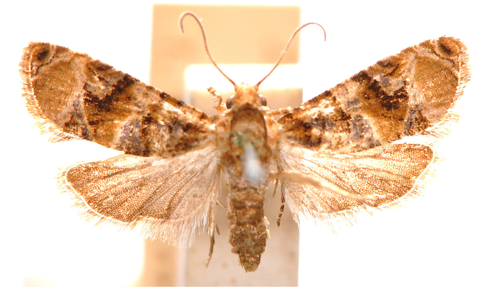 Lobesia physophora