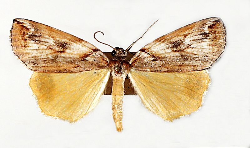 Lophothalaina habrocosma