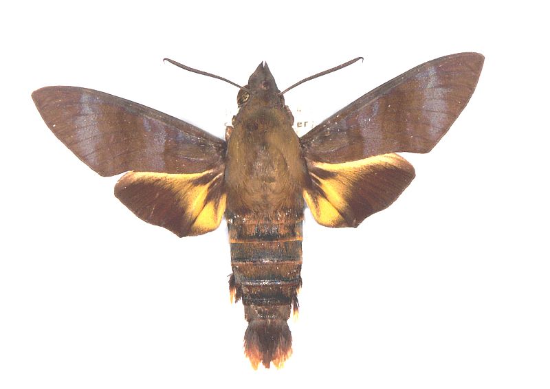 Macroglossum corythus