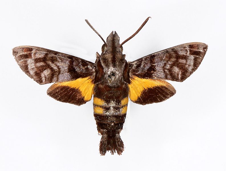 Macroglossum insipida