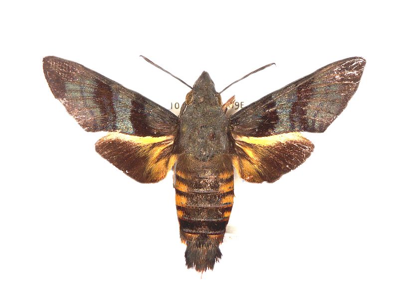 Macroglossum joannisi