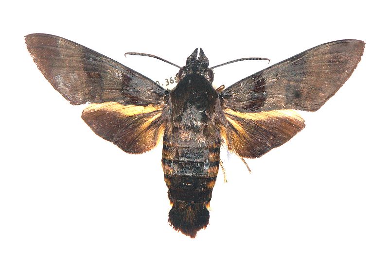 Macroglossum joannisi