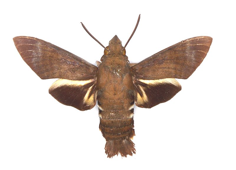 Macroglossum micacea