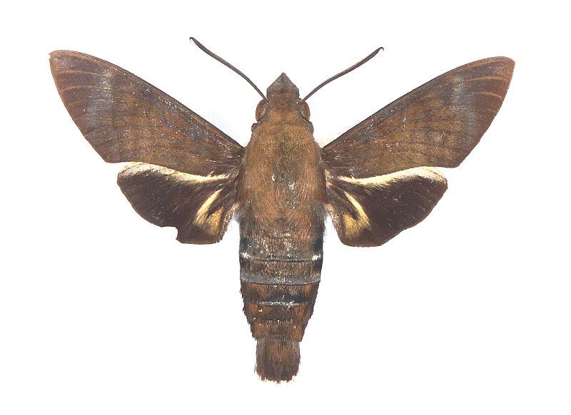 Macroglossum micacea (Walker, 1856) – Australian Moths Online