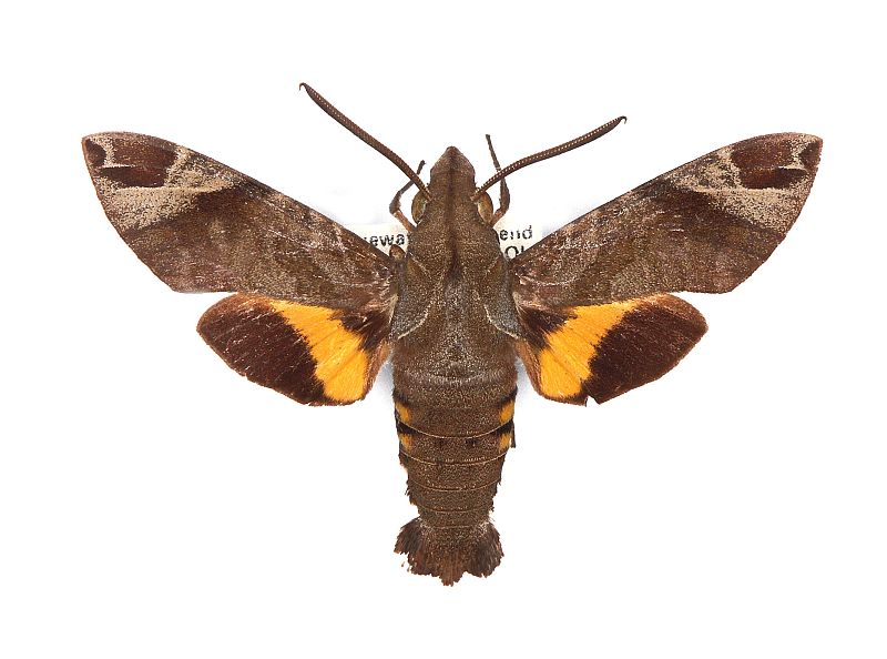 Macroglossum nubilum