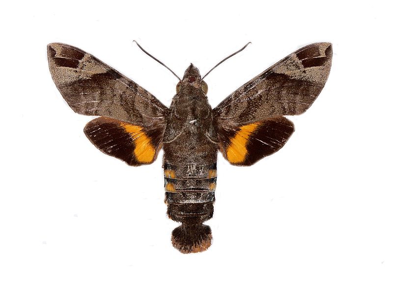 Macroglossum nubilum