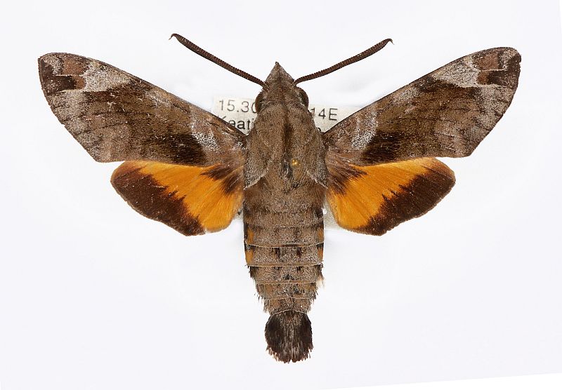 Macroglossum prometheus