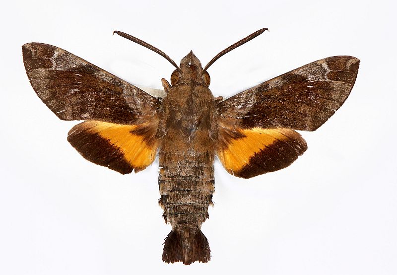 Macroglossum prometheus