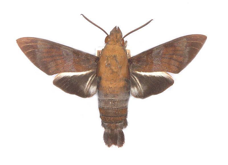 Macroglossum tenebrosa