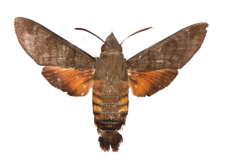 Macroglossum vacillans