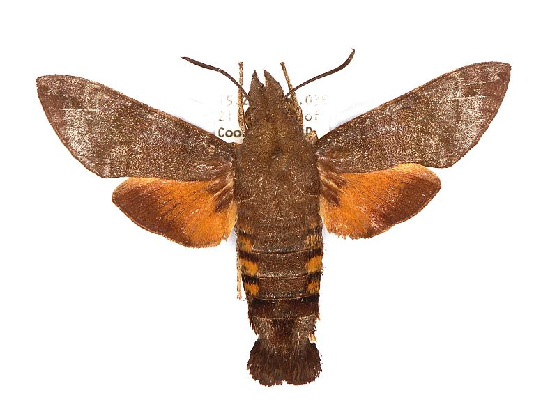 Macroglossum vacillans