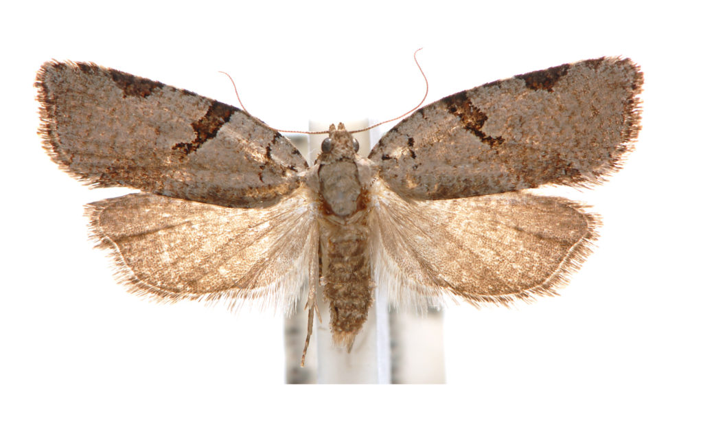 Meritastis pyrosemana (Meyrick, 1881) – Australian Moths Online