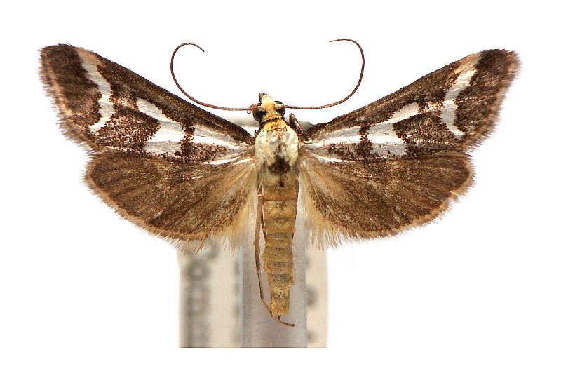 Metallarcha leucodetis