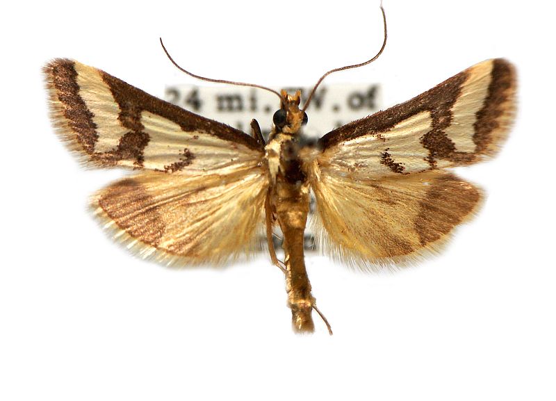 Metallarcha thiophara