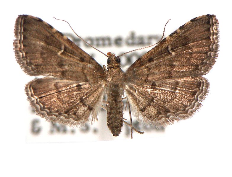 Metasia capnochroa