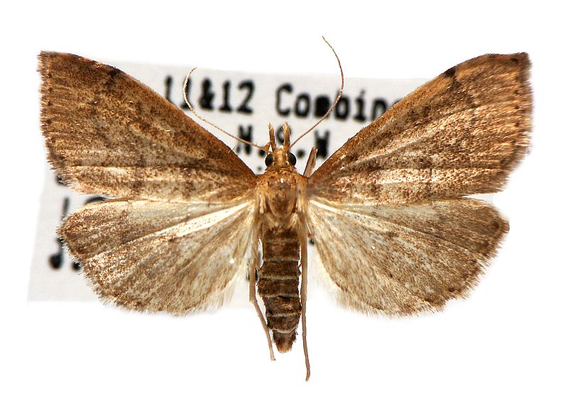 Metasia dicealis