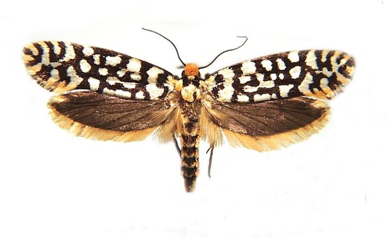 Moerarchis clathrata (R. Felder & Rogenhofer, 1875) Australian Moths