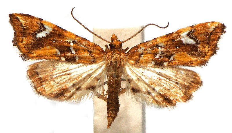 Musotima nitidalis