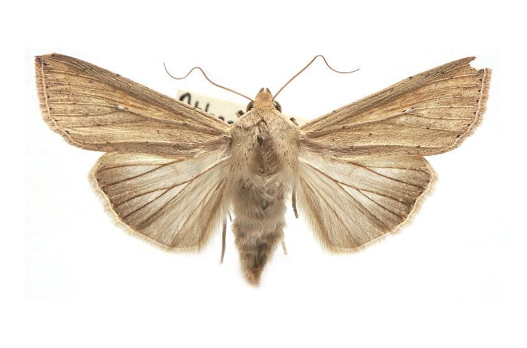 Mythimna separata Australian Moths Online