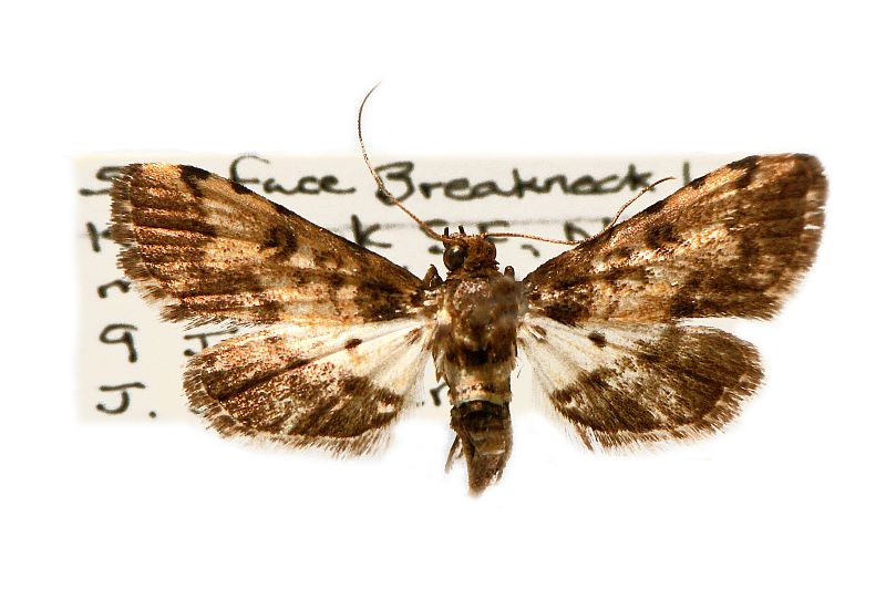 Nacoleia amphicedalis