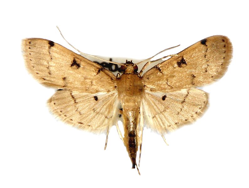 Nacoleia octasema_pest