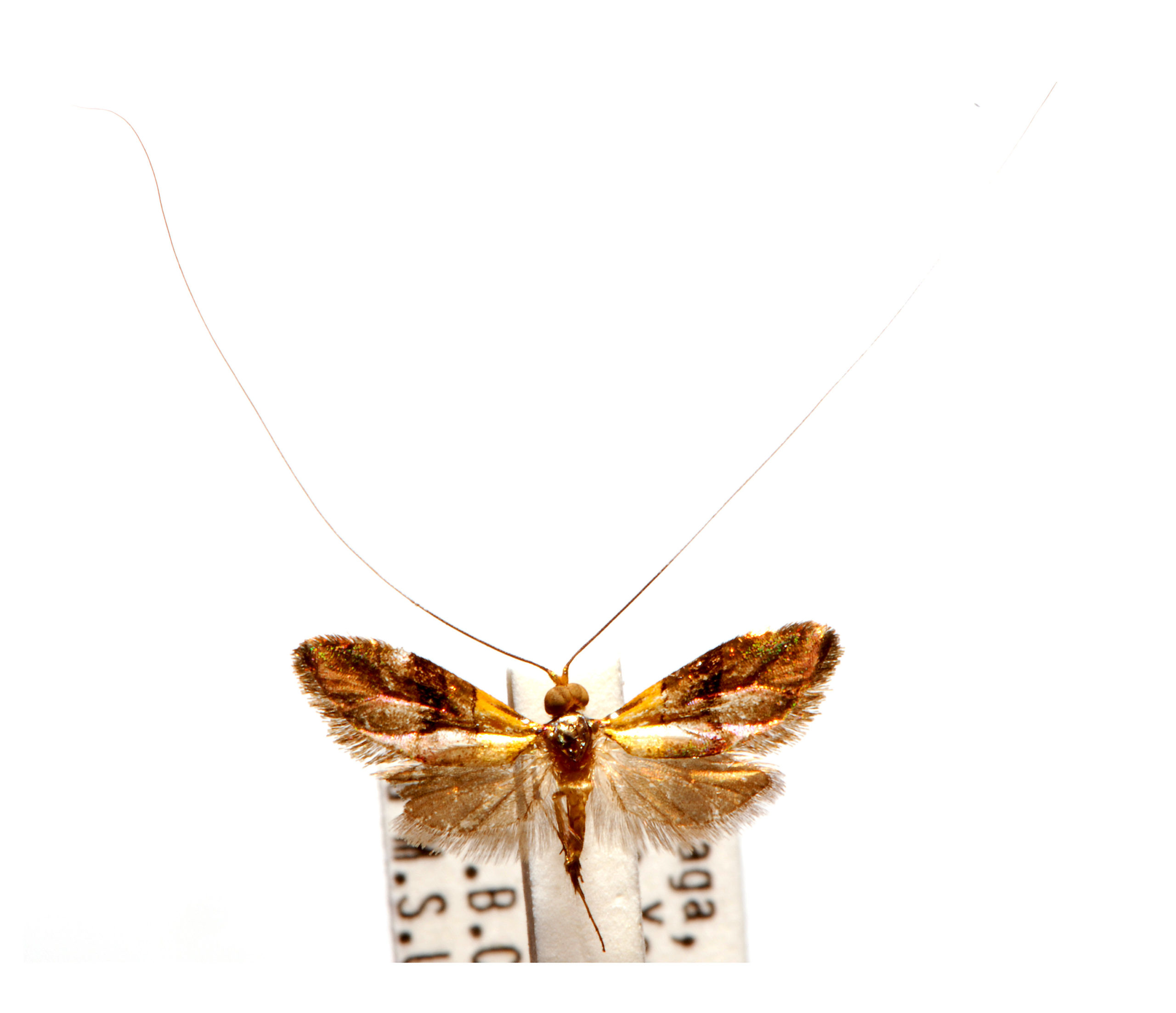 Nemophora brachypetala