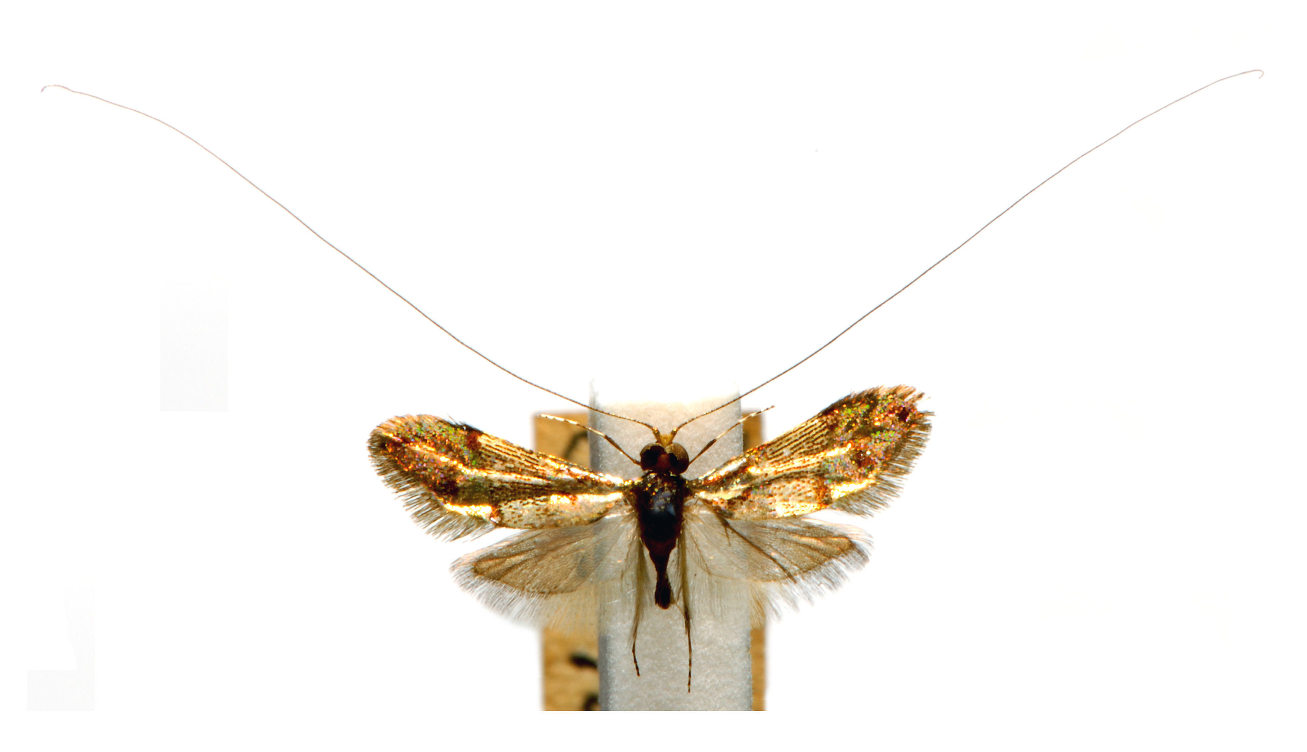 Nemophora opalina