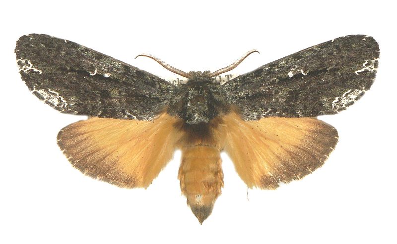 Neola semiaurata