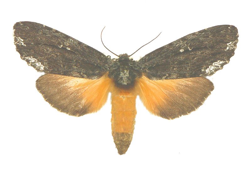 Neola semiaurata