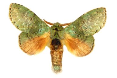 Neostauropus viridissimus