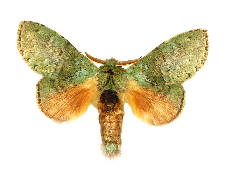 Neostauropus viridissimus