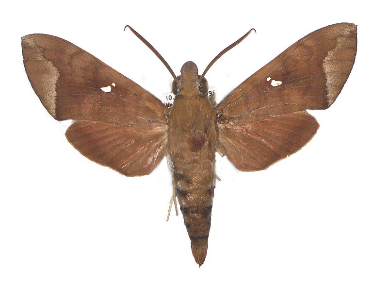 Nephele hespera