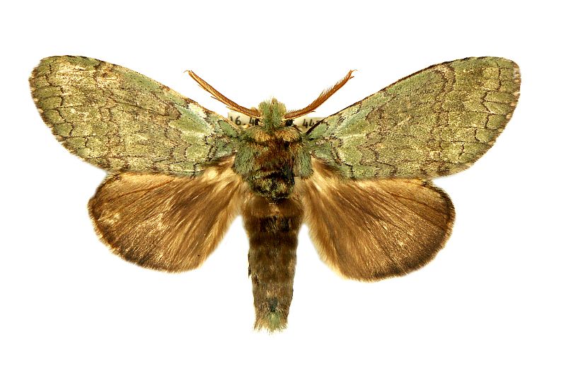 Netria viridescens