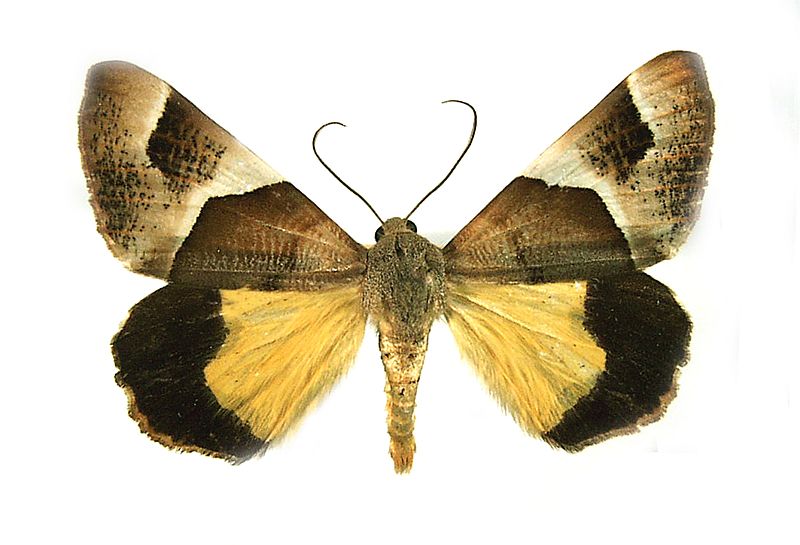 Niceteria macrocosma