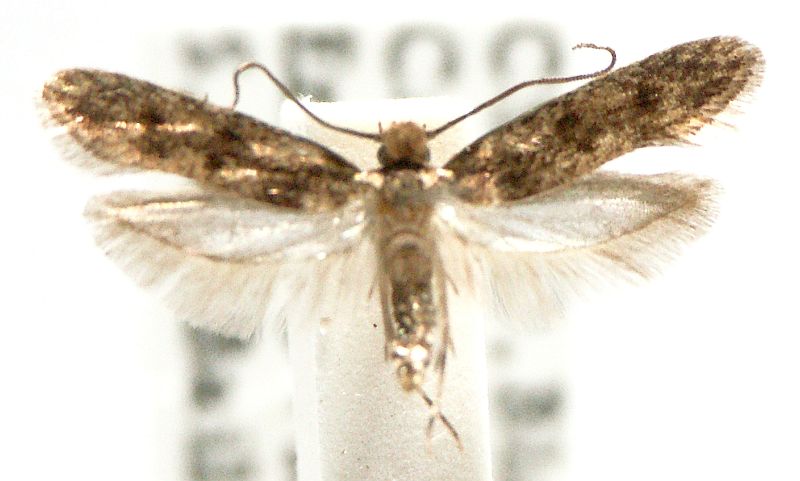 Niditinea fuscella