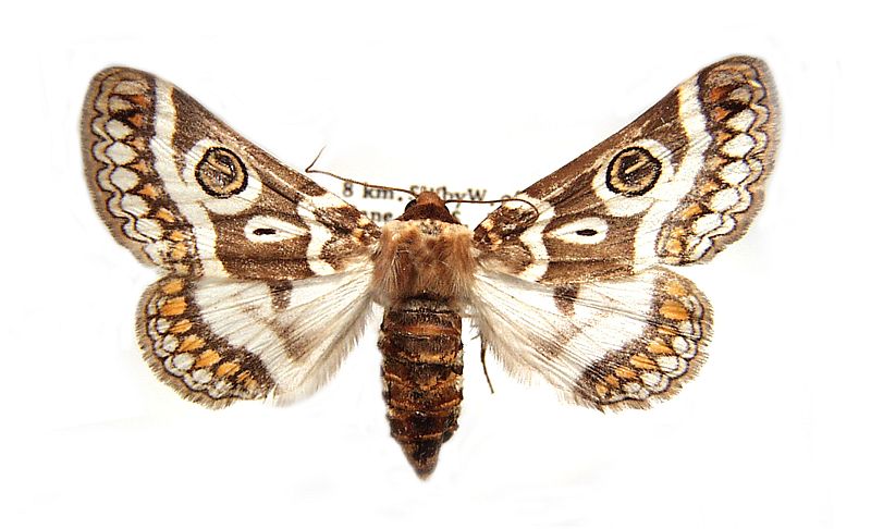 Niguza anisogramma