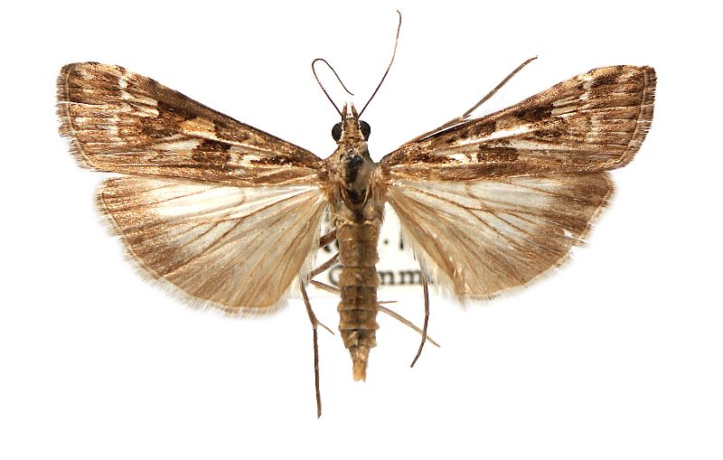 Nomophila corticalis