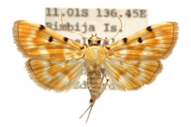 Notarcha obrinusalis