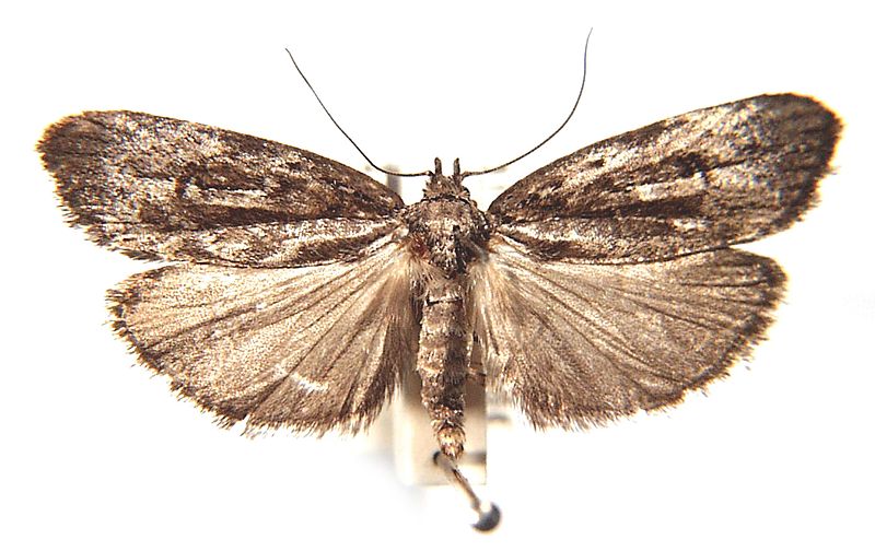 Notosara acosmeta