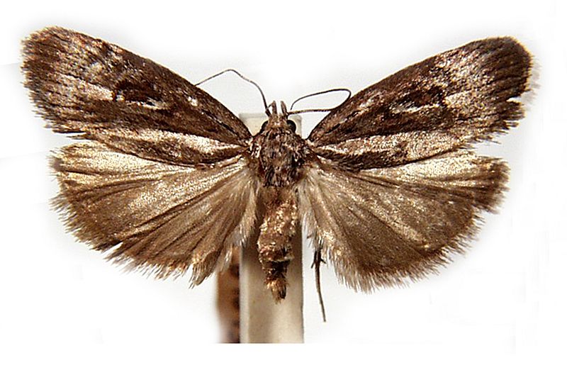 Notosara nephelotis