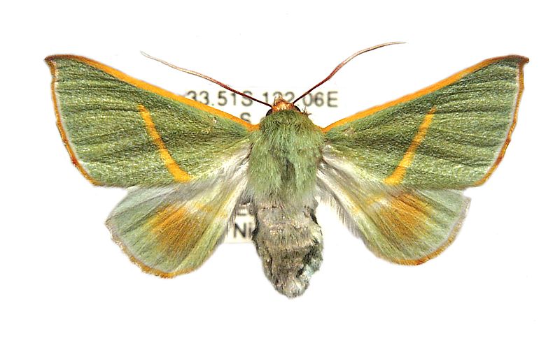 Oenochroma cerasiplaga