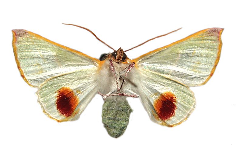 Oenochroma cerasiplaga