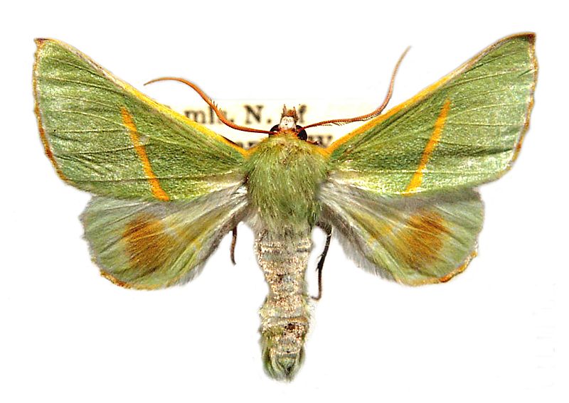 Oenochroma cerasiplaga