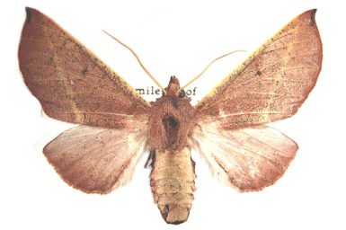 Oenochroma cycnoptera